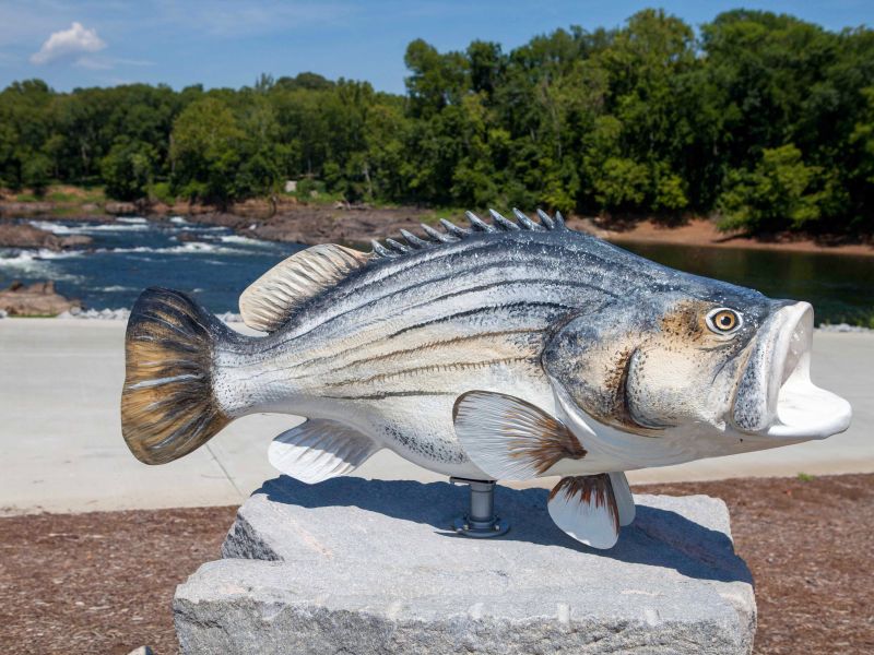 River Falls Park, Weldon’s Rockfish